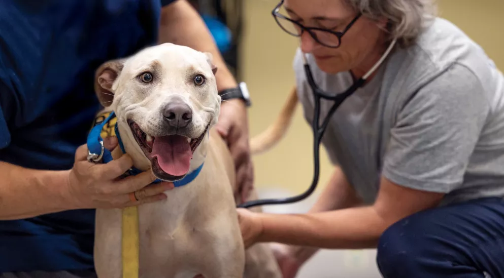 vet uses stethoscope on a yellow lab