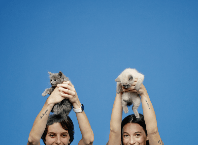 Kitten Season Slider | Donate